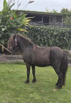 Te koop minishetland hengstje, Dieren en Toebehoren, Pony's, Merrie, Niet van toepassing, Recreatiepony, Gechipt