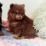 NOG EEN super knappe en schattige mini pomeranian puppy🥰, Dieren en Toebehoren, Keeshond, 8 tot 15 weken, Meerdere, Meerdere dieren