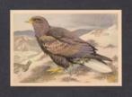 Roofvogel Zeearend (12)., Ophalen of Verzenden, 1960 tot 1980, Vogel