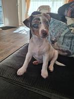 Mooie merle jack russel dekreu!, Dieren en Toebehoren, Honden | Dekreuen, Rabiës (hondsdolheid), Reu, 1 tot 2 jaar, Meerdere