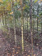 Elzen. Berken . Platanen.Carpinus betulus, Ophalen of Verzenden