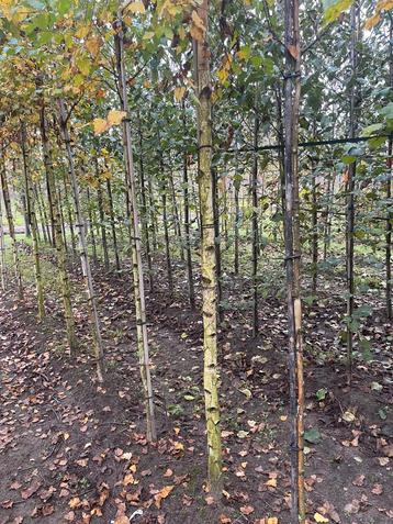 Elzen. Berken . Platanen.Carpinus betulus beschikbaar voor biedingen