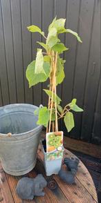 Kiwiplant, Vaste plant, Fruitplanten, Ophalen of Verzenden, Volle zon