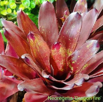 Kleurrijke sterke Bromelia's, perfecte terrariumplanten  beschikbaar voor biedingen