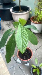 Avocado plant, Minder dan 100 cm, Ophalen of Verzenden, Halfschaduw