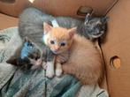 Gouden mandje gezocht voor 2 kittens, Dieren en Toebehoren, Meerdere dieren