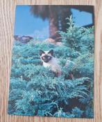 Siamese kat in de bosjes, Verzenden, Ongelopen, Hond of Kat