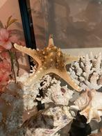 Grote Zeester - Decoratie, Verzamelen, Mineralen en Fossielen, Ophalen of Verzenden