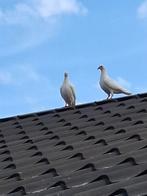 Duiven te koop, Dieren en Toebehoren, Meerdere dieren