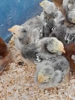 Orpington groot Kuikens, Dieren en Toebehoren, Pluimvee, Geslacht onbekend, Kip