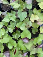 Bio planten voor de moestuin, Tuin en Terras, Planten | Tuinplanten, Zomer, Ophalen, Groenteplanten, Eenjarig