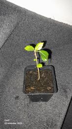 Witte Hibiscus Stekjes - Ideale Planttijd!, Ophalen, Zomer, Overige soorten, Halfschaduw