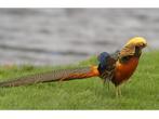 Goud fazant hennen l Gezonde dieren l Passend advies, Dieren en Toebehoren, Vrouwelijk, Kip