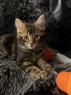 Super leuke Main Coon Kittens, Dieren en Toebehoren, Meerdere dieren, Gechipt, 0 tot 2 jaar