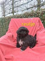 Te koop mooie kleinblijvende speelse boomer pups, Dieren en Toebehoren, Honden | Niet-rashonden, Parvo, 8 tot 15 weken, Meerdere