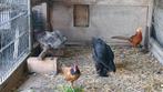 Kip, Dieren en Toebehoren, Meerdere dieren, Kip