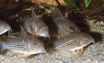 Corydoras Sterbai, Dieren en Toebehoren, Vis, Zoetwatervis, Schoolvis