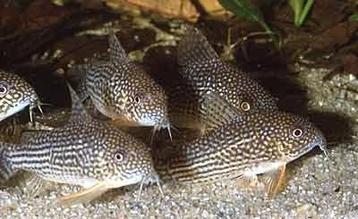 Corydoras Sterbai beschikbaar voor biedingen