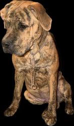 BOYKA XXL 6m oud REU!, Dieren en Toebehoren, Honden-accessoires, Ophalen of Verzenden, Zo goed als nieuw