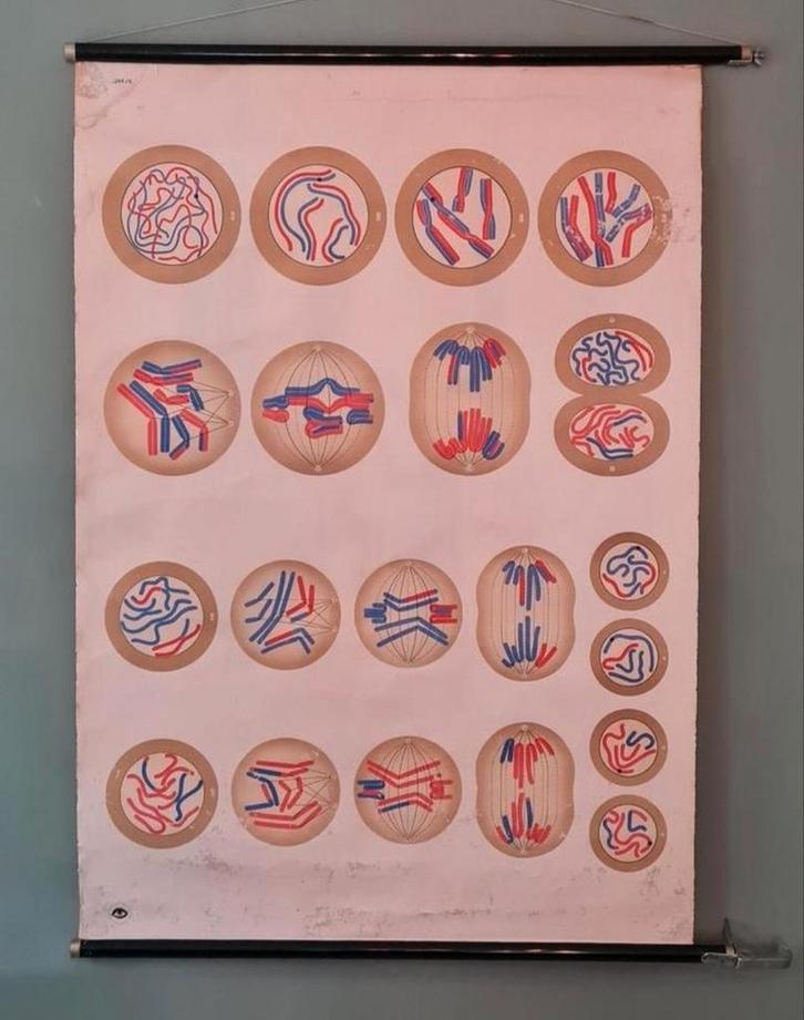 Oude schoolplaat op linnen van de celdeling, Antiek en Kunst, Antiek | Schoolplaten, Natuur en Biologie, Ophalen