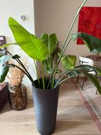 Ecopots bloempot met strelitzia plant, Ophalen of Verzenden, Zo goed als nieuw
