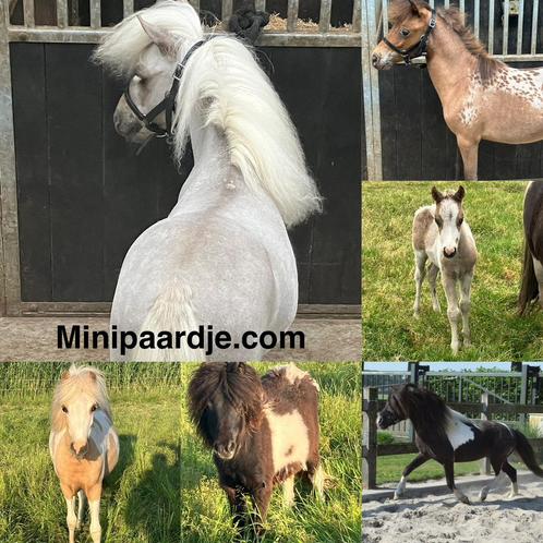 Heel veel minipaardjes rechtstreeks uit onze opfok, Dieren en Toebehoren, Paarden en Pony's | Dekhengsten en Fokmerries, Meerdere dieren
