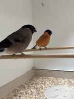 Noorse goudvinken, losse pop en koppels, Dieren en Toebehoren, Vogels | Overige Vogels, Meerdere dieren, Geringd