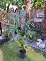 Kentiapalm, Tuin en Terras, Planten | Tuinplanten, Ophalen, Volle zon, Vaste plant, Siergrassen