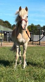 Prachtig haflinger hengstveulen,  jaarling, Dieren en Toebehoren, Pony's, Niet van toepassing, 0 tot 2 jaar, Hengst, Recreatiepony