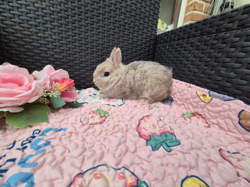Super mooi Mini kleurdwergjes koppeltje, Dieren en Toebehoren, Konijnen, Dwerg, Meerdere dieren, 0 tot 2 jaar