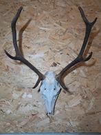 Decoratief edelhert gewei – stijlvolle en unieke decoratie, Verzamelen, Dierenverzamelingen, Ophalen of Verzenden, Zo goed als nieuw