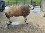 2 jarige Texelaar ram te koop! Bewezen, Schaap, Mannelijk, 0 tot 2 jaar