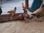Leg kippen en lach kippen, Dieren en Toebehoren, Pluimvee, Kip, Vrouwelijk