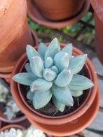 Pachyphytum succulent, Huis en Inrichting, Kamerplanten, Ophalen of Verzenden, Overige soorten, Minder dan 100 cm