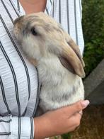 Nederlandse Hangoor dwerg konijnen, Dieren en Toebehoren, Mannelijk, Dwerg, Hangoor