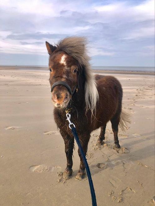 Talentvolle NRPS merrie/menponny, Dieren en Toebehoren, Pony's, Merrie, Zadelmak, A pony (tot 1.17m), Recreatiepony, 3 tot 6 jaar