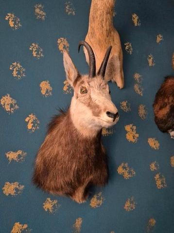 Schitterende opgezette Gems, shoulder mount. beschikbaar voor biedingen