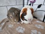 2 zeugjes gladhaar Cavia, Dieren en Toebehoren, Knaagdieren, Maart, Vrouwelijk, Cavia
