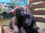 Golden Retriever x Labrador kruising pups, CDV (hondenziekte), 8 tot 15 weken, Groot, Meerdere