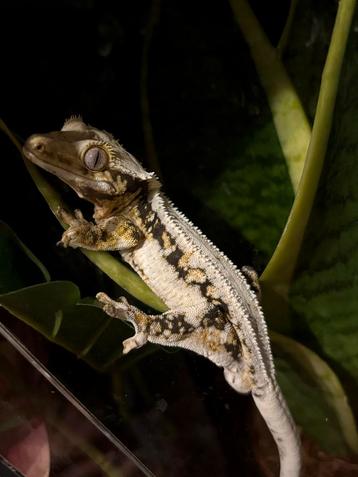 Tricolor LW wimpergekko man + terrarium! beschikbaar voor biedingen