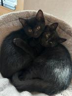 Britse korthaar kittens donkerbruin, Kater, Ontwormd