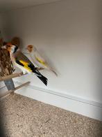 Mooi koppel majoor putters 2025, Dieren en Toebehoren, Vogels | Kanaries, Meerdere dieren, Bastaard
