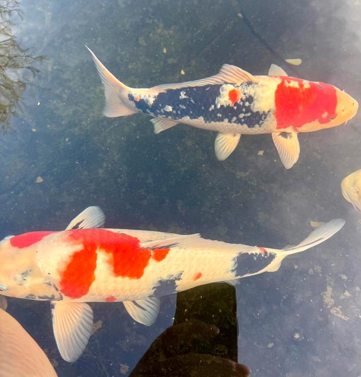 Showa koi 45 cm mooie Japanse vijverkoi, Dieren en Toebehoren, Vissen | Vijvervissen, Karper of Koi