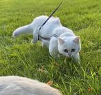 Brits korthaar kitten, Dieren en Toebehoren, Poes