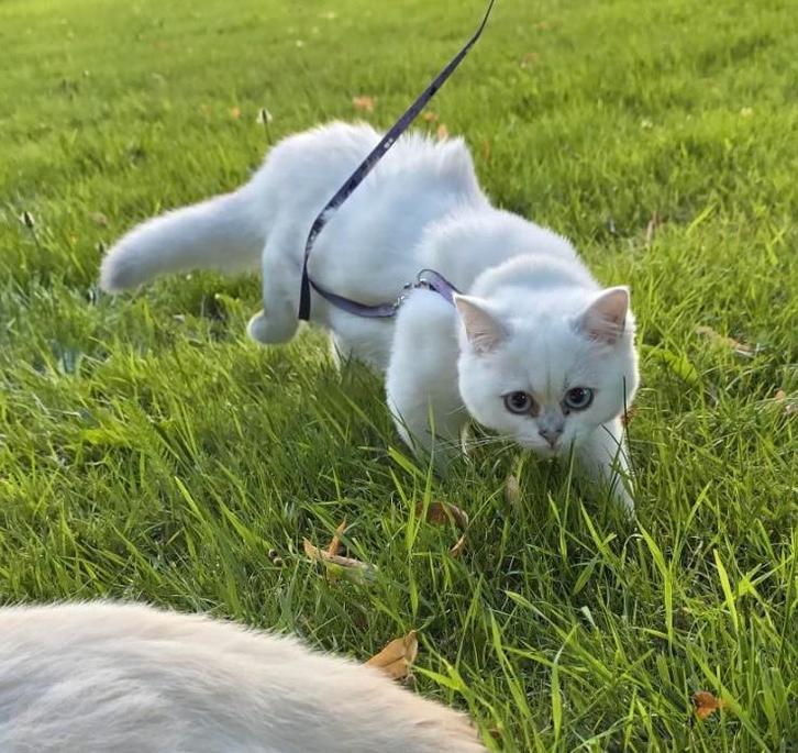 Brits korthaar kitten, Dieren en Toebehoren, Katten en Kittens | Raskatten | Korthaar, Poes