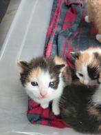 Nestje van 5 kittens, Dieren en Toebehoren, Katten en Kittens | Overige Katten, Meerdere dieren
