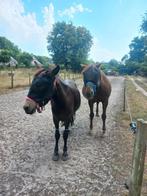 Plekje aangeboden voor pony Laren NH, Dieren en Toebehoren, 1 paard of pony