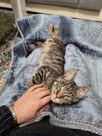 Main coon kater, Dieren en Toebehoren, Kater