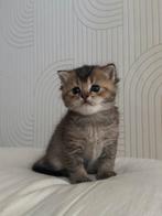 britse korthaar x ragdoll kitten, Dieren en Toebehoren, Katten en Kittens | Raskatten | Korthaar, Kater, Met stamboom