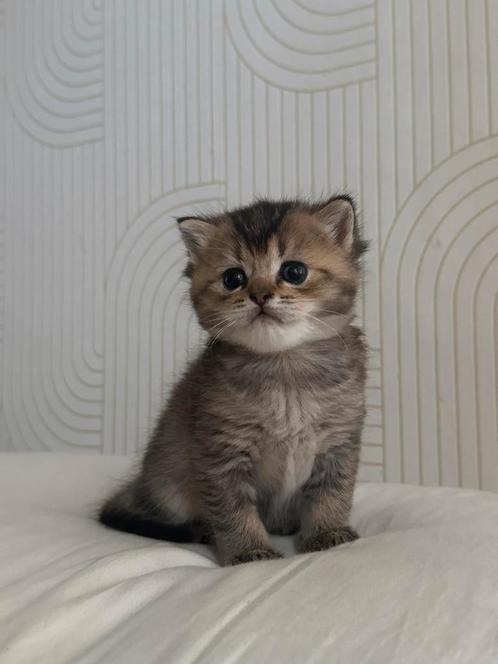 britse korthaar x ragdoll kitten, Dieren en Toebehoren, Katten en Kittens | Raskatten | Korthaar, Kater, Met stamboom